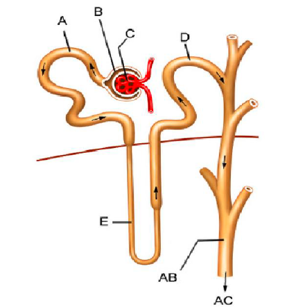 Solved 13-17. Refers to the diagram below. 13. In the | Chegg.com