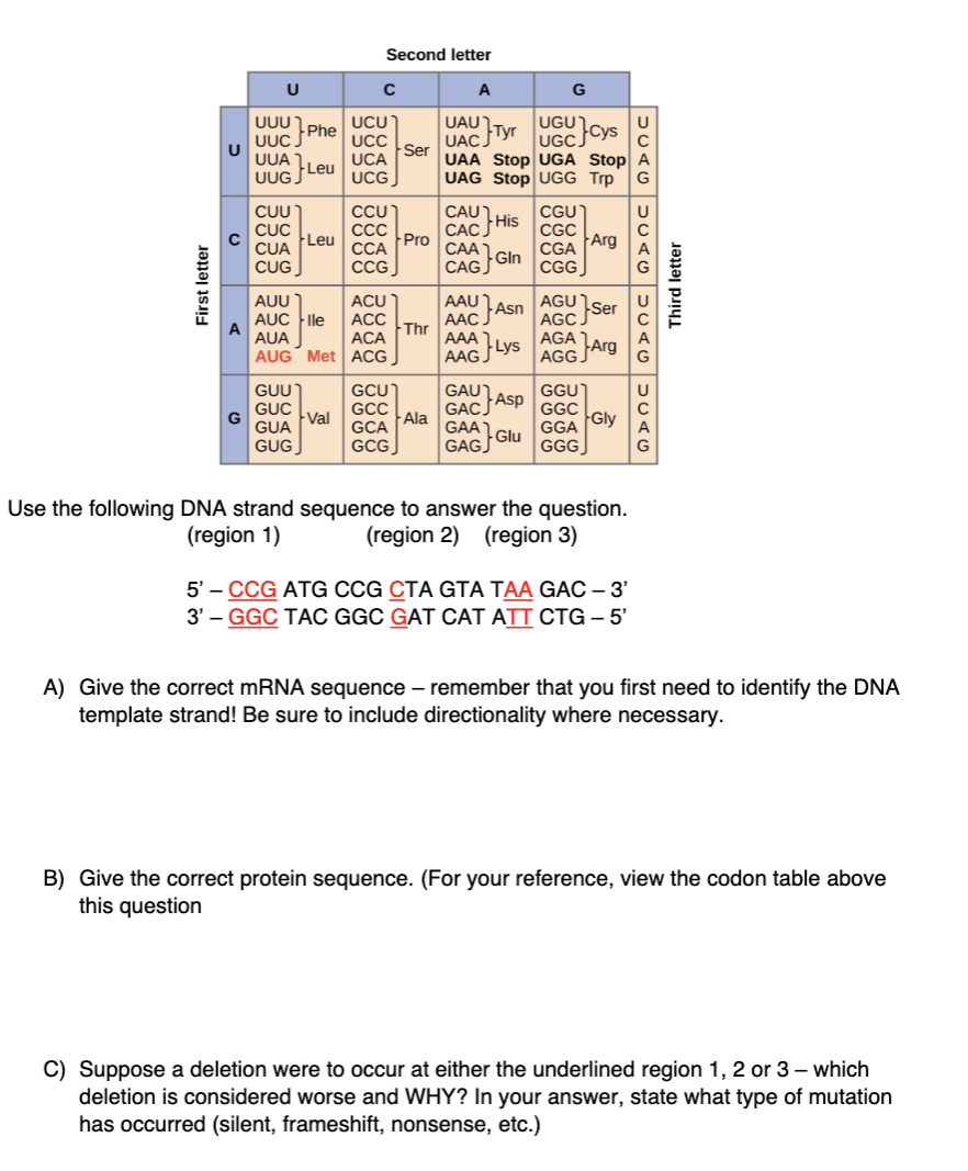 Solved Second Letter U С А G Uau Ugu Uuu Uuc Uua Phe Ucu Ucc