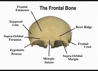 frontal eminence