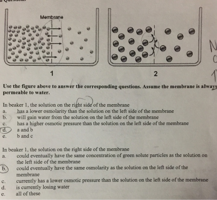 Solved Membrane Use the figure above to answer the | Chegg.com