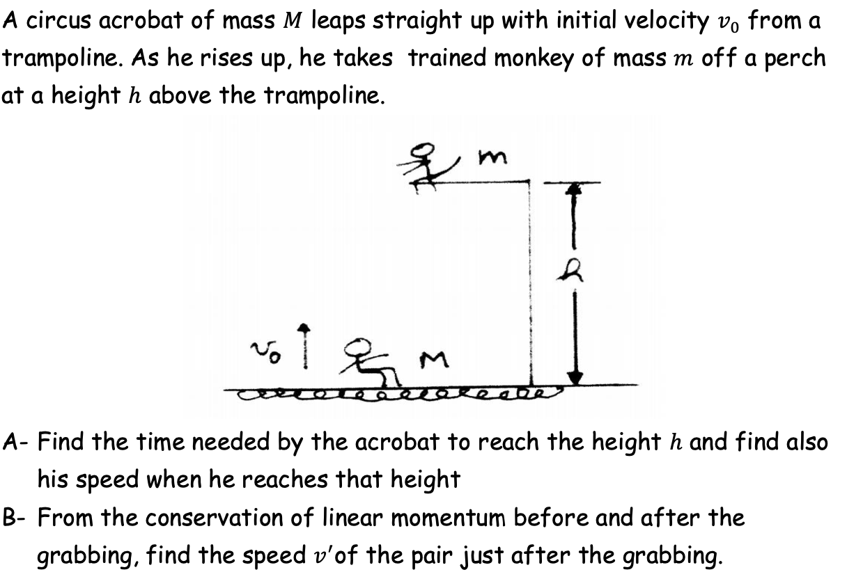 A Circus Acrobat Of Mass M Leaps Straight Up With Chegg 