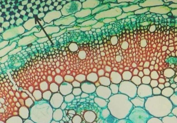 sclerenchyma tissue structure