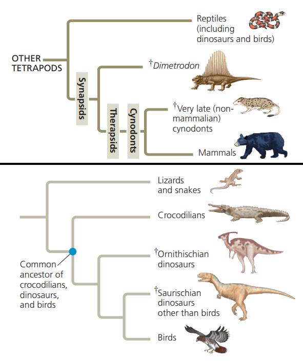 do dogs and cats share a common ancestor