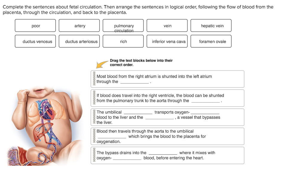 solved-complete-the-sentences-about-fetal-circulation-then-chegg