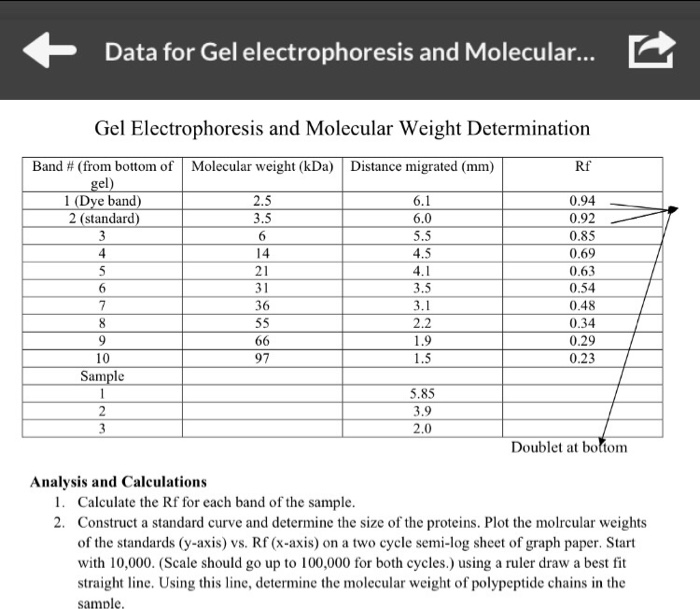 Solved Gel Electrophoresis and Molecular Weight