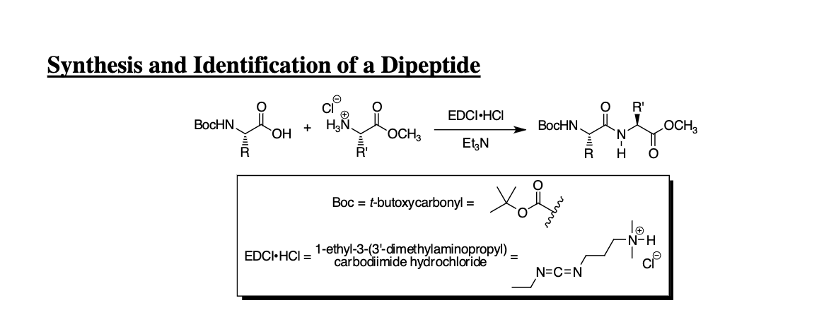 Synthesis and Identification of a Dipeptide
PER
BocHN
R
OH
+
EDCI-HCI =
R?
OCH3
EDCI-HCI
Et3N
Boc = t-butoxycarbonyl =
1-ethy