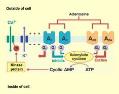 Solved Adenosine inhibits neurons in the brain. Propose an | Chegg.com