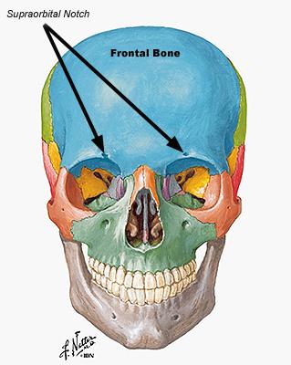 superciliary ridge