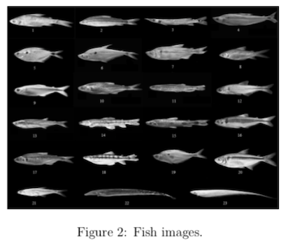 Figure 2: Fish images.