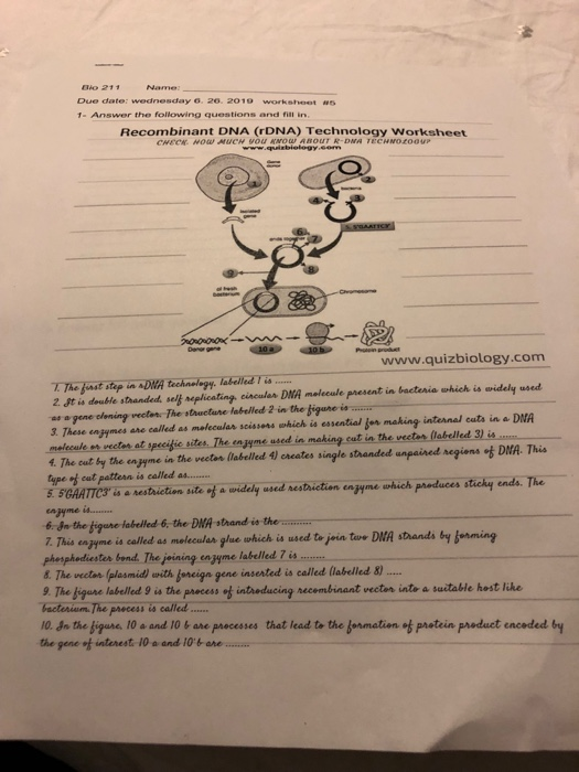 Name io 211 Due date: wednesday 6. 20. 2019 worksheet | Chegg.com Name io 211 Due date: wednesday 6. 20. 2019 worksheet | Chegg.com