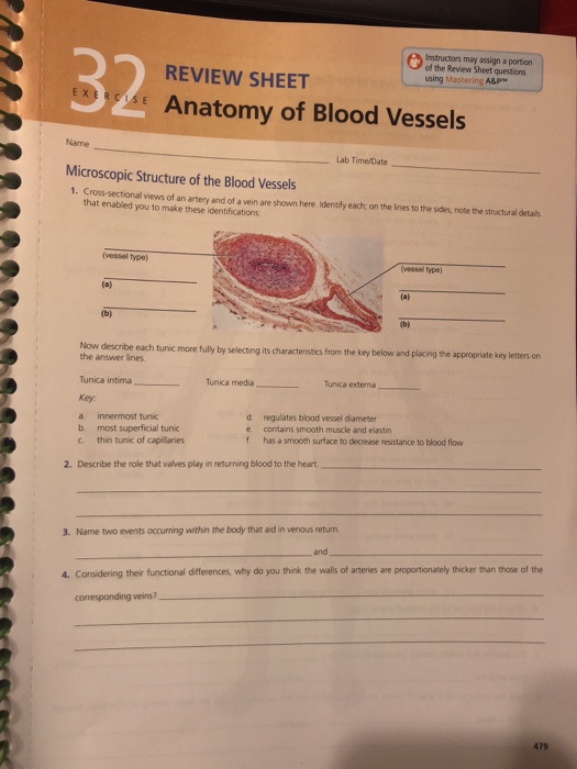 review-sheet-anatomy-of-blood-vessels-modernalternativemama-com