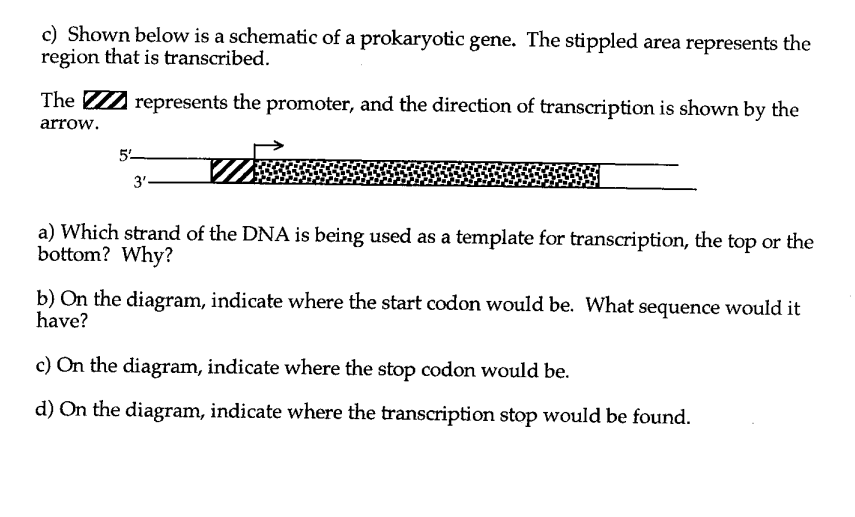 Solved c) Shown below is a schematic of a prokaryotic gene. | Chegg.com
