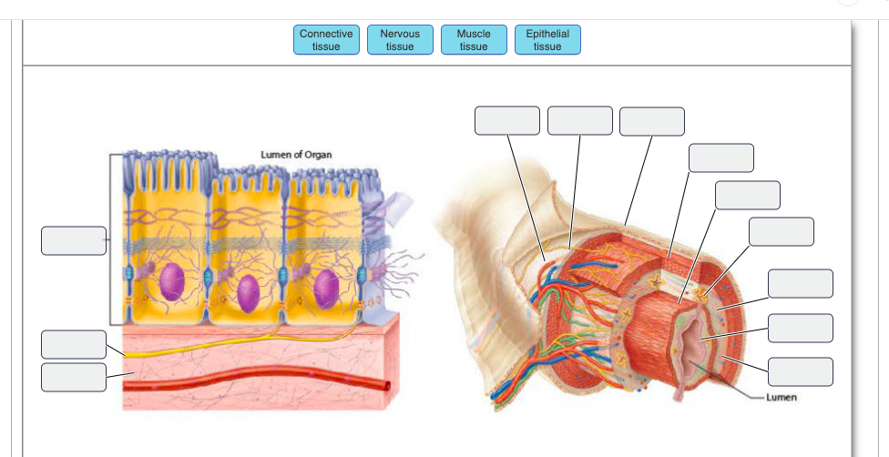 Solved Epithelial tissue Connective Nervous Muscle tissue | Chegg.com