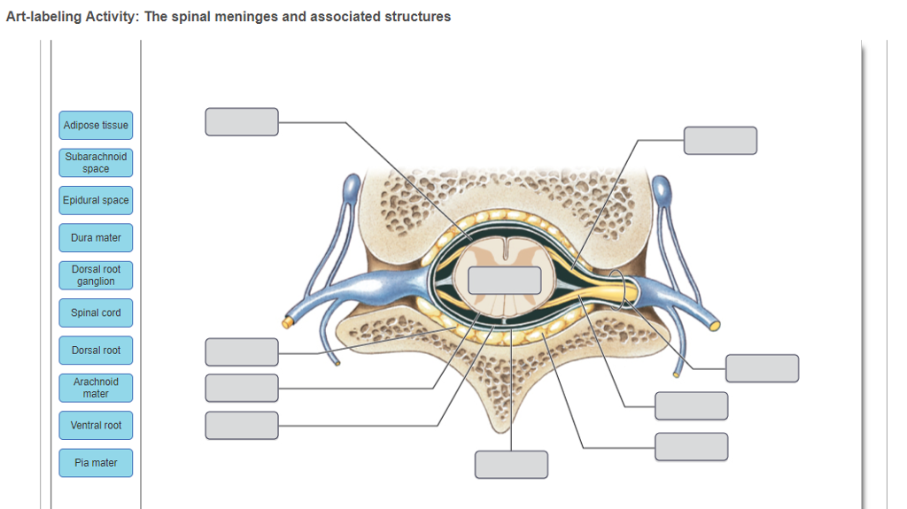 artlabeling activity the spinal cord and spinal meninges