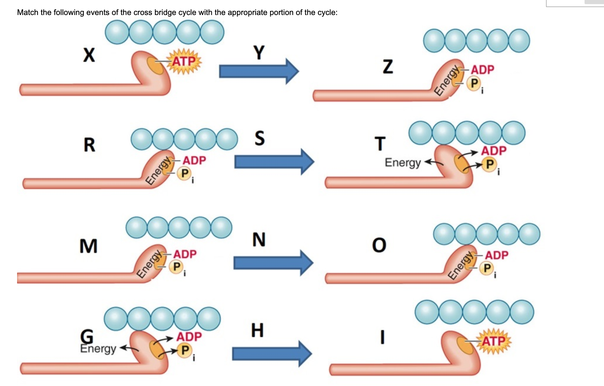 Solved Match The Following Events Of The Cross Bridge Cycle | Chegg.com