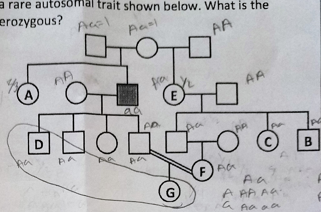 Solved Consider the pedigree for a rare autosomal trait | Chegg.com
