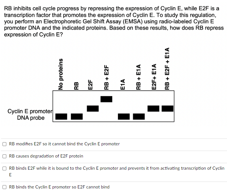Solved RB inhibits cell cycle progress by repressing the | Chegg.com