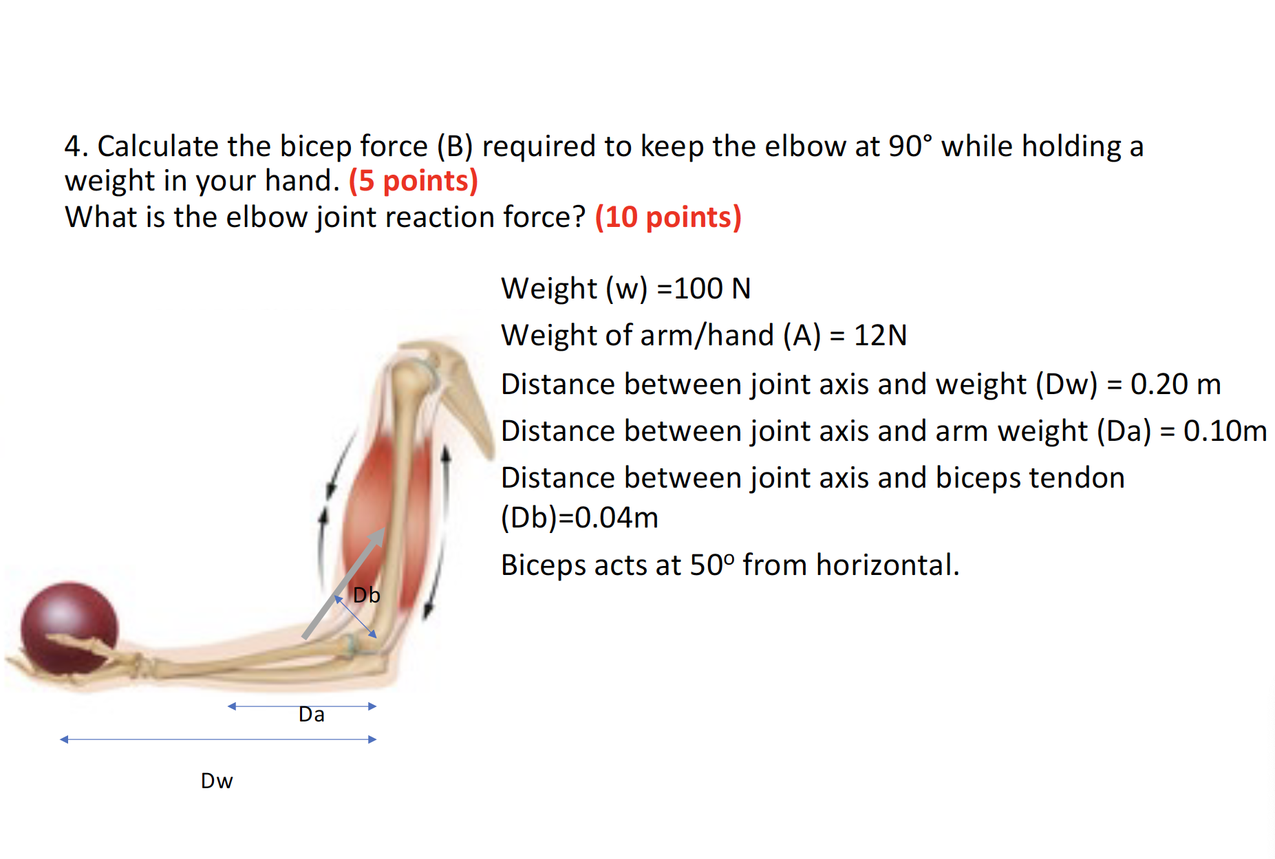 Solved Calculate the bicep force (B) ﻿required to keep the | Chegg.com