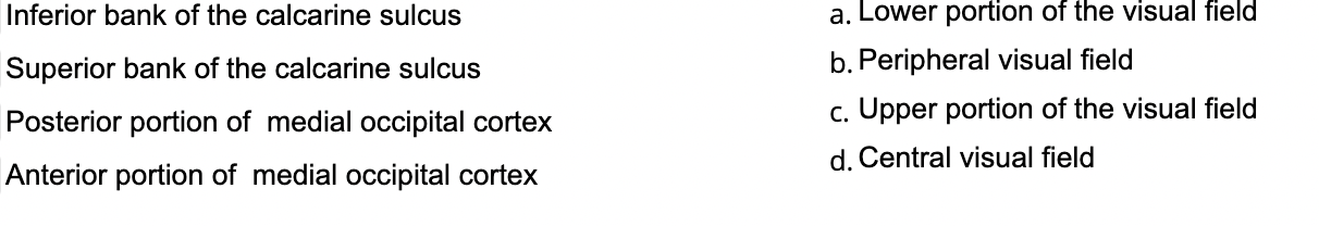 Inferior bank of the calcarine sulcus
a. Lower portion of the visual field
Superior bank of the calcarine sulcus
b. Periphera