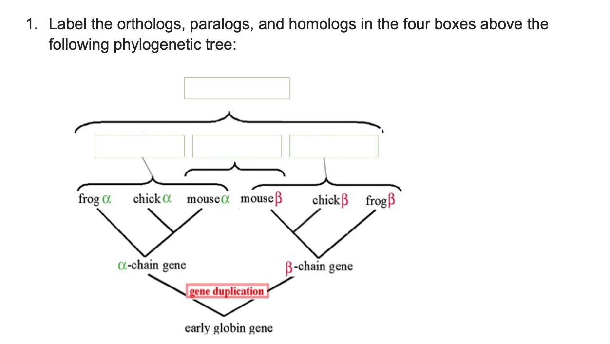 Solved 1. Label the orthologs, paralogs, and homologs in the | Chegg.com