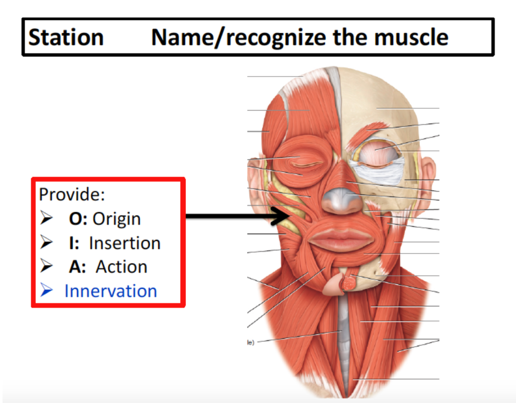 Solved Station Name/recognize the muscle Provide: O: Origin | Chegg.com