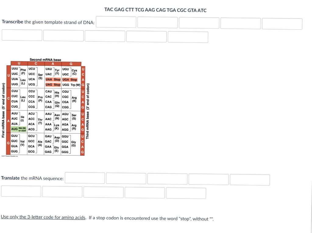 Solved TAC GAG CTT TCG AAG CAG TGA CGC GTA ATC Transcribe | Chegg.com
