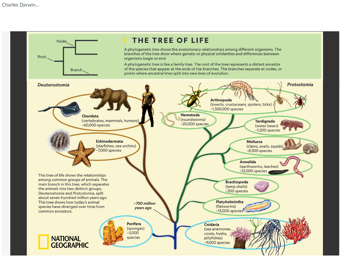 Solved THE TREE OF LIFE A phylogenetic tree shows the | Chegg.com