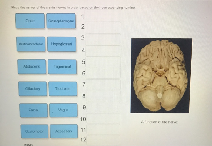 solved-place-the-names-of-the-cranial-nerves-in-order-based-chegg