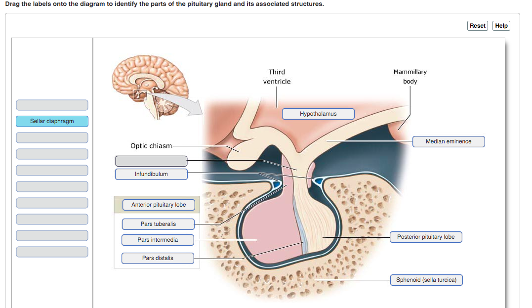 complete anatomy keep surrounding structures