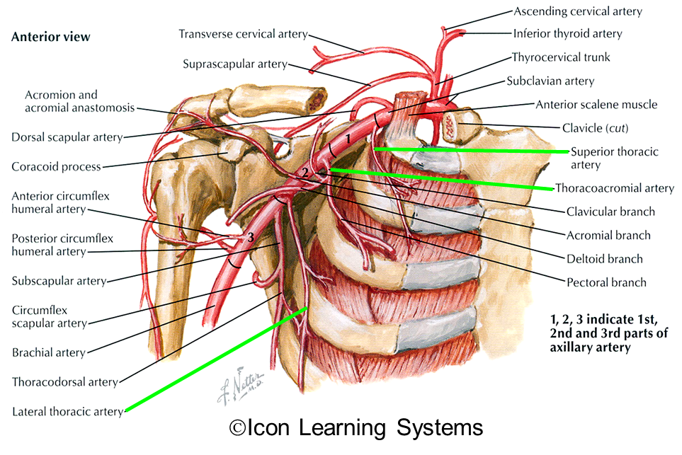 Subscapular Rfa Subscapular Artery Arm Model