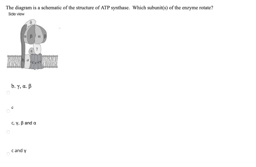 Solved The Diagram Is A Schematic Of The Structure Of Atp Chegg Com