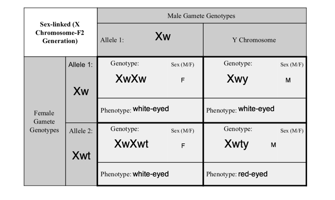 Solved Male Gamete Genotypes Sex Linked X Chromosome F2