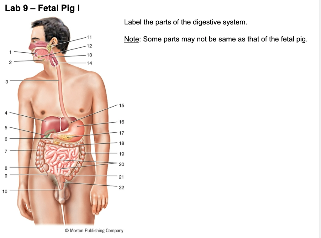 fetal pig digestive system