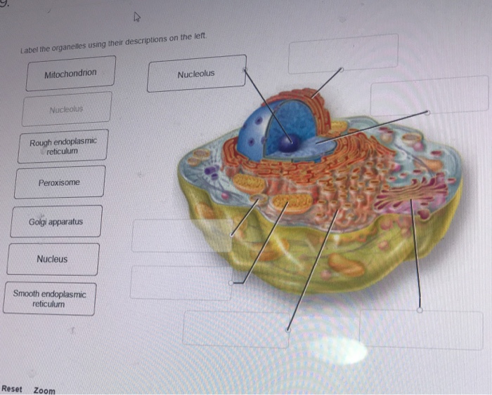 Solved Label the organelles using their descriptions on the | Chegg.com