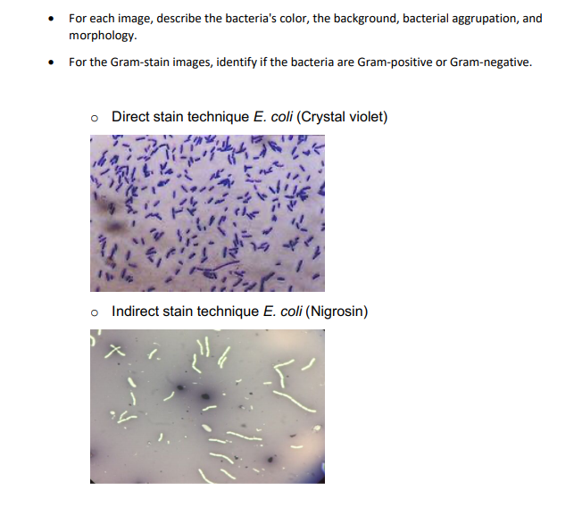 Solved For Each Image Describe The Bacteria S Color The Chegg Com