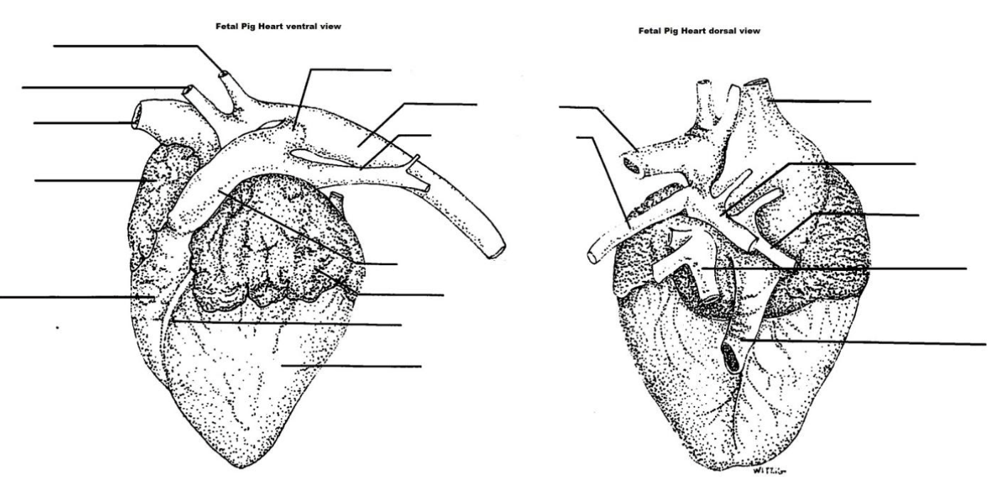 Solved Label the indicated structures on the fetal pig heart