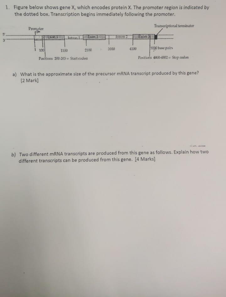 Solved 1. Figure Below Shows Gene X, Which Encodes Protein | Chegg.com