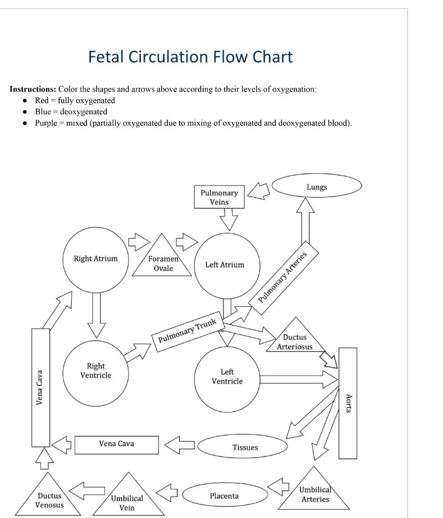 ppt-fetal-circulation-powerpoint-presentation-free-download-id-2254665-3-way-switch-symbol