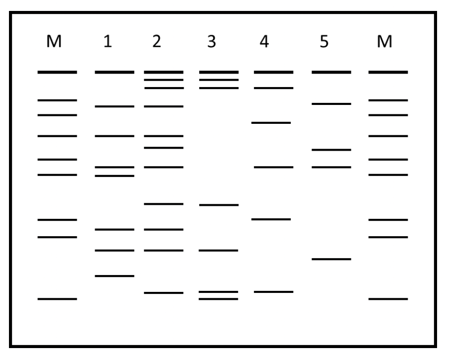 Gel Electrophoresis And Dna Fingerprinting Lab Worksheet Answers / Gel Electrophoresis Lab ...