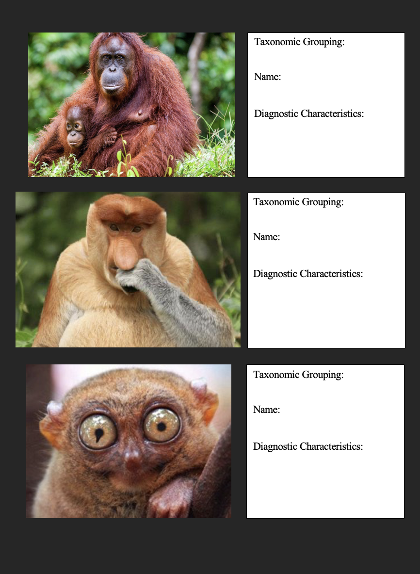 PARTII Primate Identification Instructions Using