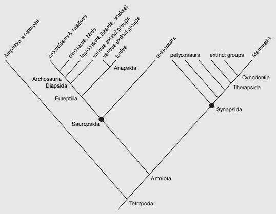 Solved FIGURE 2-1 Phylogeny of Tetrapods, showing the two | Chegg.com