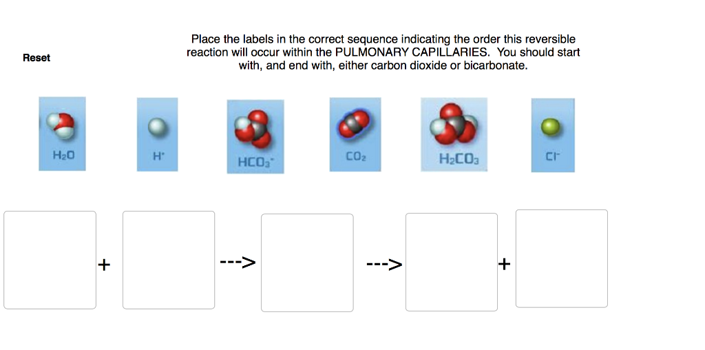 Solved Place the labels in the correct sequence indicating