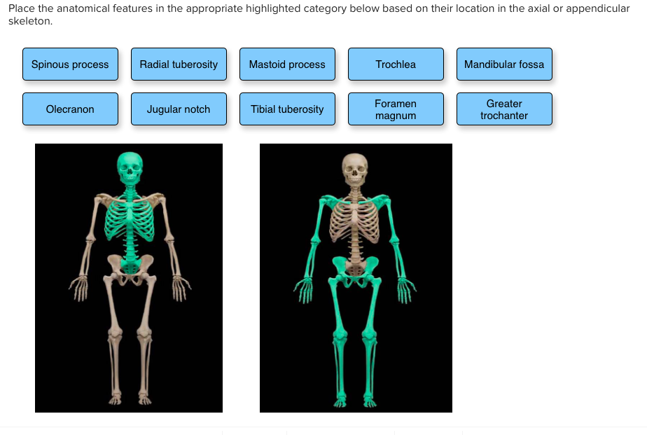 Label the bones of a skeleton various levels Skeleton labeled, Kids