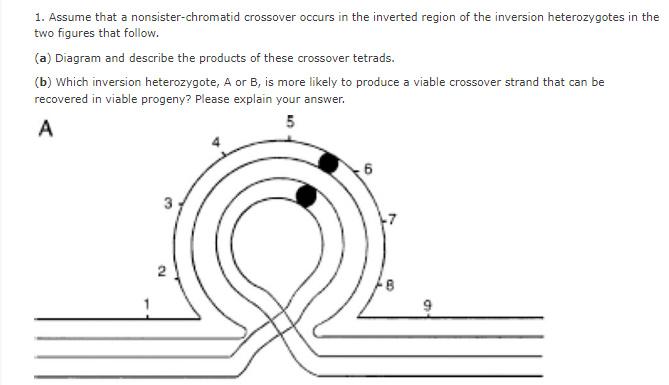 1. Assume that a nonsister-chromatid crossover occurs in the inverted region of the inversion heterozygotes in the two figure