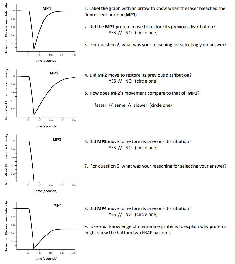 Solved The graph below shows the results of a FRAP analyses | Chegg.com