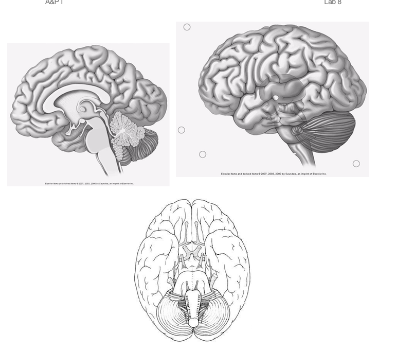 Solved 1. Brain Anatomy - Locate the following structures | Chegg.com