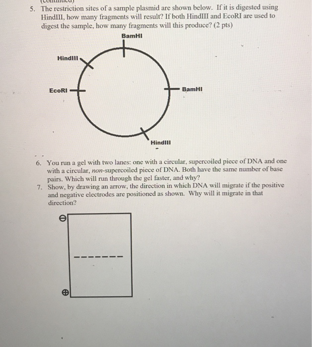 solved-5-the-restriction-sites-of-a-sample-plasmid-are-chegg