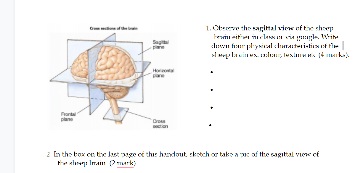 sheep brain sagittal view