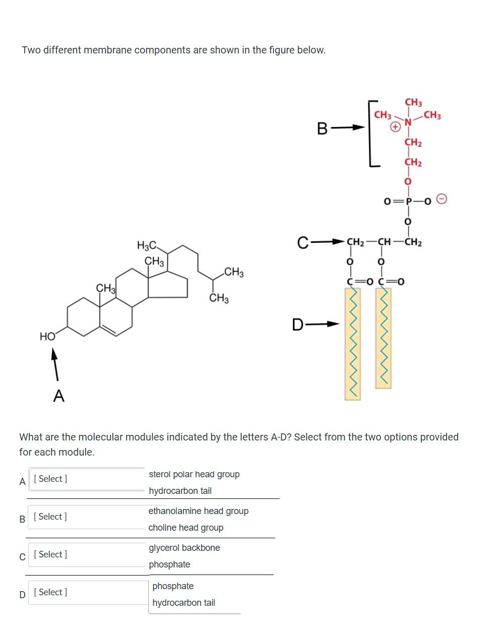 Solved Two different membrane components are shown in the | Chegg.com