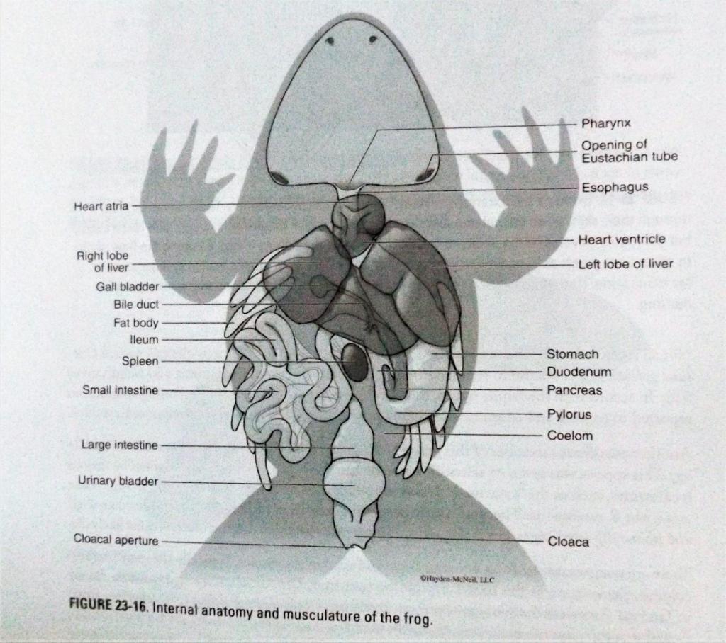 frog respiratory system